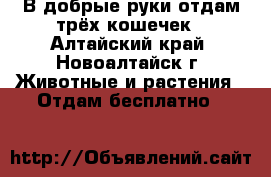 В добрые руки отдам трёх кошечек - Алтайский край, Новоалтайск г. Животные и растения » Отдам бесплатно   